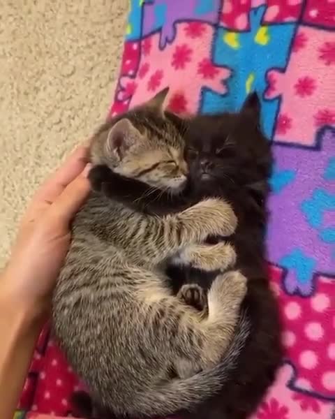 .Two kittens hugging.
