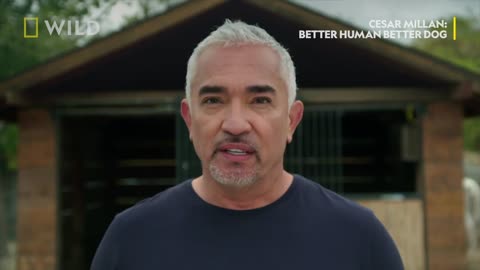 Dogs Understand Energy - Cesar Millan- Better Hu