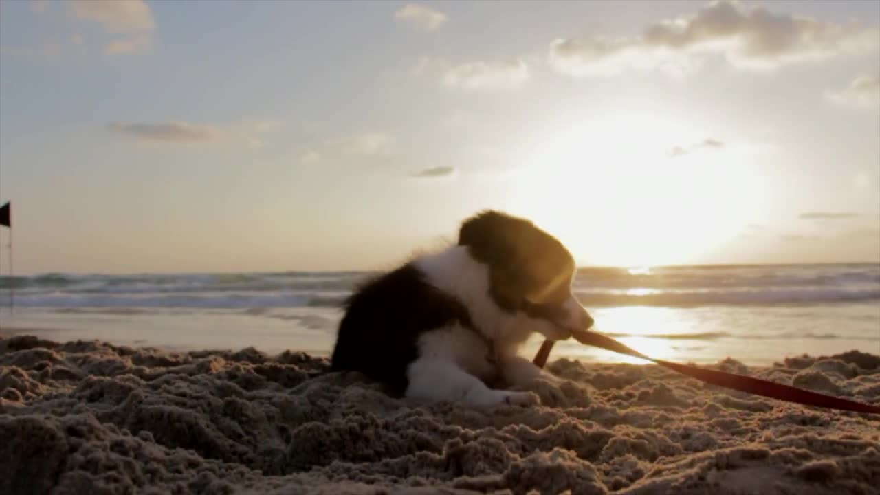 High energetic doggy playing with rope on the beach