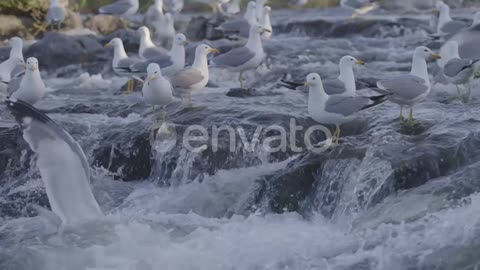 Beautiful birds Samundri pakshi