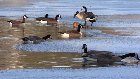 flock of ducks