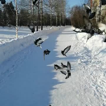 A flock of hungry pigeons.