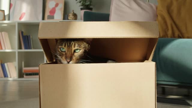 Bengal cat sitting in cardboard box in living room