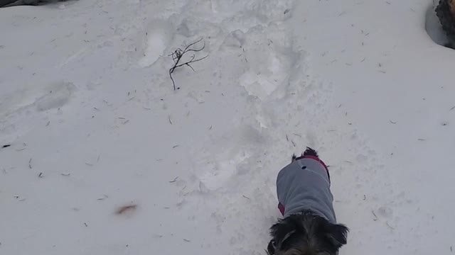 Covy snow hiking