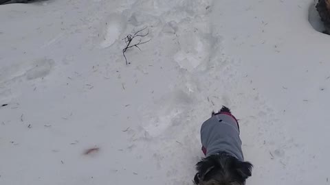 Covy snow hiking