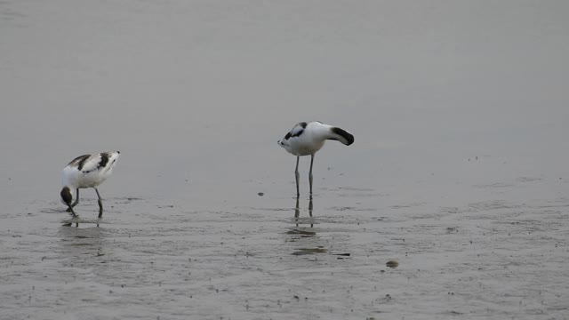 Stilt Birds Searching For Food In The Shore