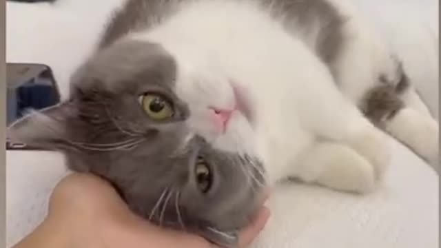 Affordable Cat Videos | Cute Animal Videos | BTS # GirlyThings