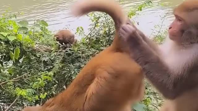 Monkey funny video