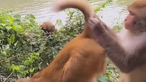 Monkey funny video