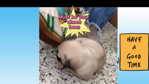Dog that love his owner so much.