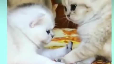 Cute kittens meowing compilation // Funniest cats video//