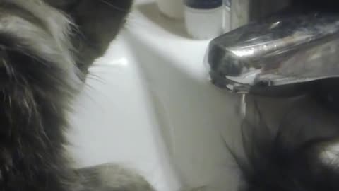 Cat / tap