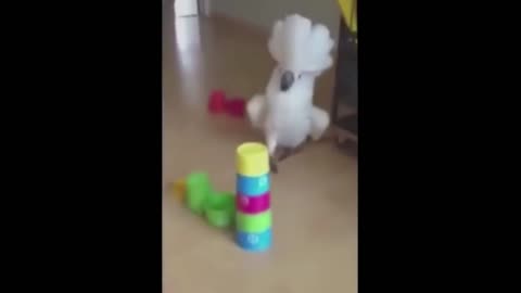 GIF with sound #1