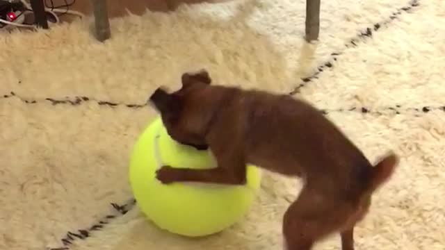 Small brown dog tries to bite giant yellow tennis ball