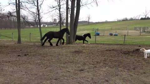 Foals have fun playing a lovely game of tag