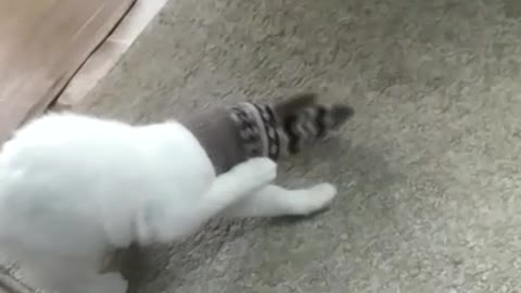 our cat with a mitten on his head