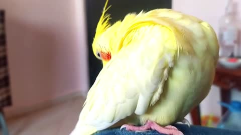 10 Sign That Your Cockatiel Likes You