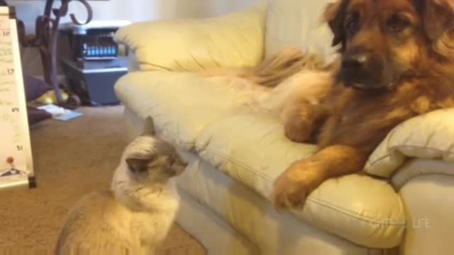 Dog vs cat