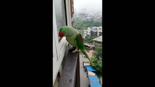 Parrot Kesha is calling mom