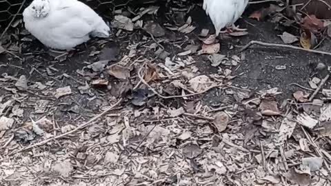 Talking Poliducks with Trash Can Pete and crew