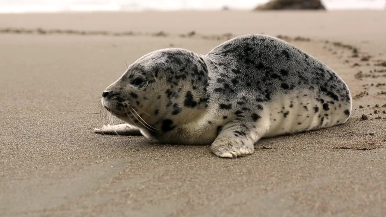 Cute Baby Seal on Beach