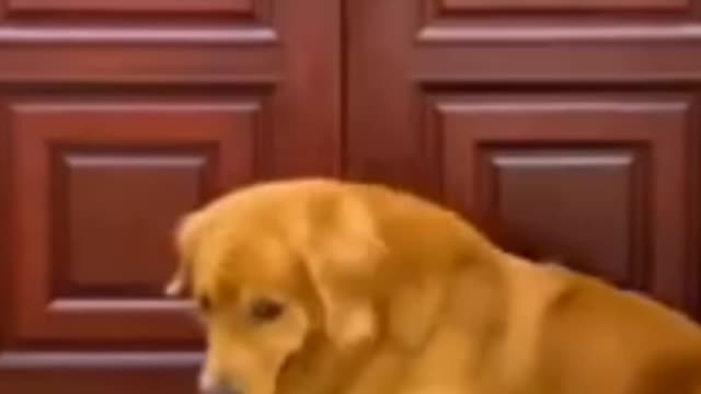 Funny Dog Reaction To Vet