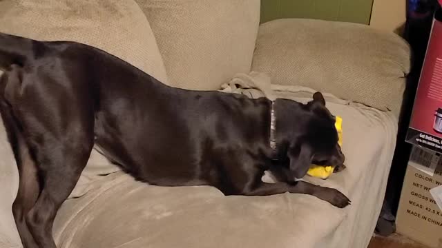 Daisy and pig