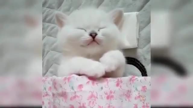 Baby Cats & Cute and Funny Cat Videos Compilation