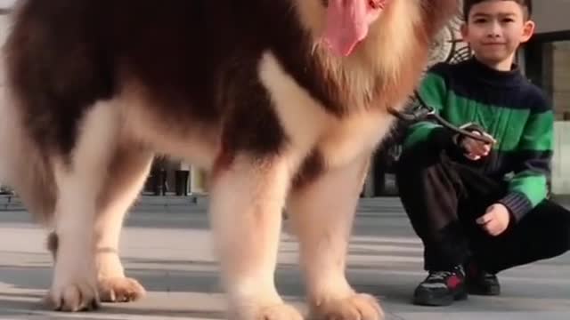 My dog eats ten jin of meat a day