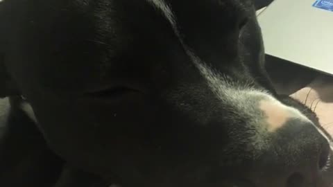 Black dog sleeping on bed with legs spread out