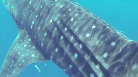Whale Shark - Whale Sharks | Shark Academy