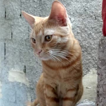 Gorgeous too beautiful, taking pictures is up to him.