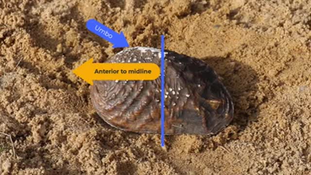How to Place Freshwater Mussels in the Substrate_2