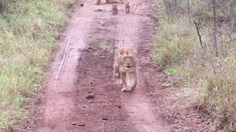 Cuteness overload( Lion Cubs 0