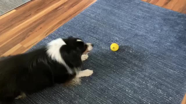 jack loves a ball that talks or makes noises