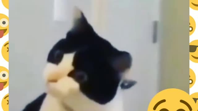 The kitten's reaction to seeing the mask owner
