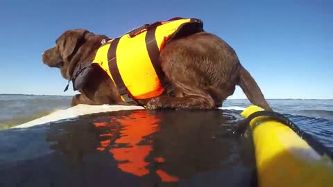 Chocolate Labrador goes surfing !!