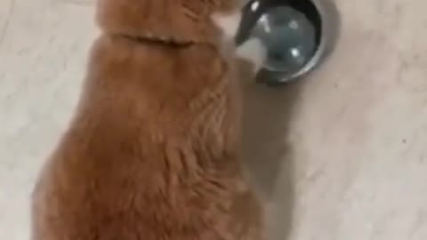 Cat make funny sound like a small kid😂😂😂🤣