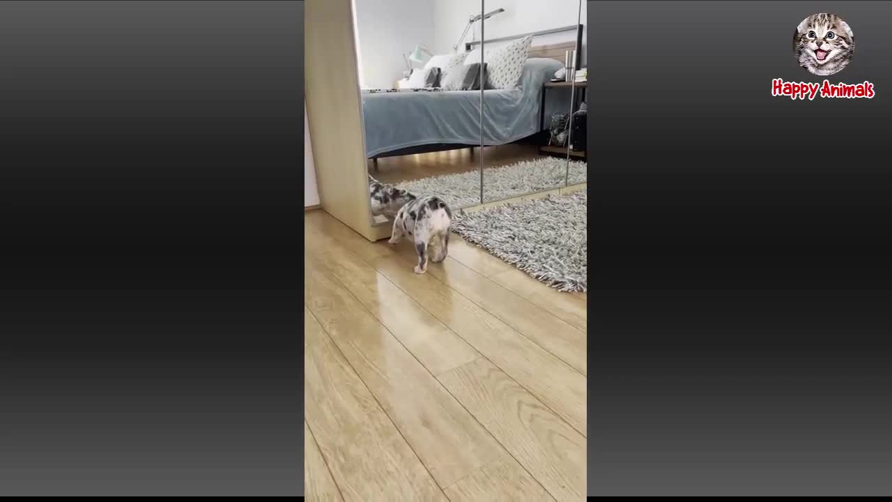 Best funny comedy animal things 2022
