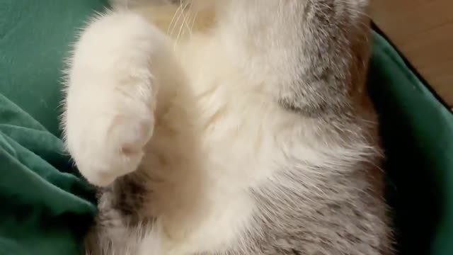 Your Lovely Cat 😻 Make you feel Happy