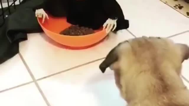 Do you dare to eat this