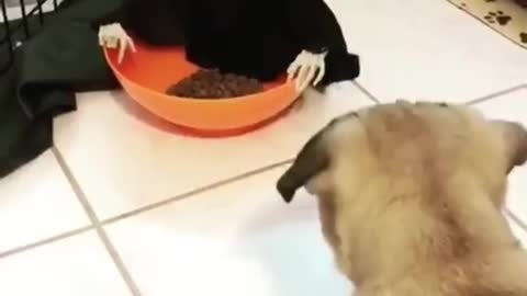 Do you dare to eat this