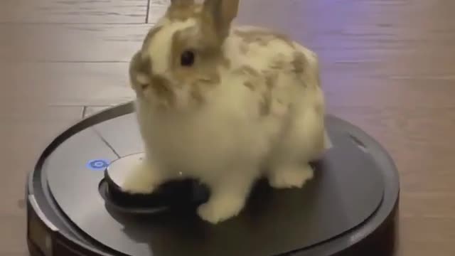 Rabbit and Robot Vacuum