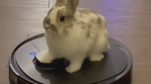 Rabbit and Robot Vacuum