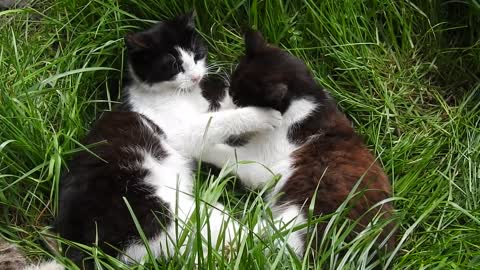 A cat lying on the lawn playing tricks on each other.