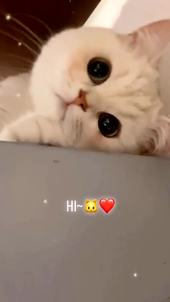 🐱:I like you from the moment I see you.🥺🥰❤️