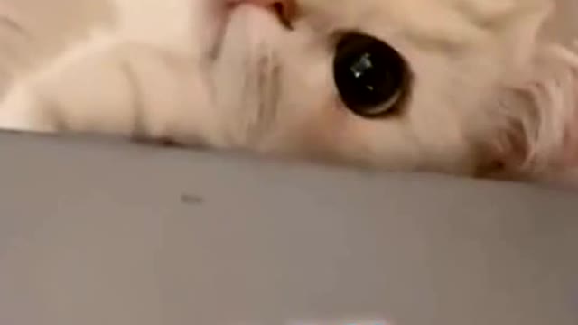 🐱:I like you from the moment I see you.🥺🥰❤️