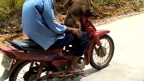 Monkey Rides Motorcycle