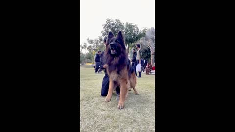 Boy With Big Dog