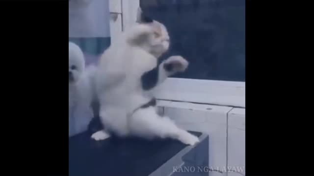 THIS CAT LOVES DANCING SOO MUCH